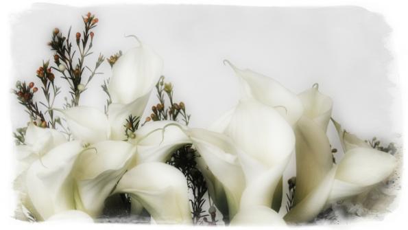 Lilienweiß 