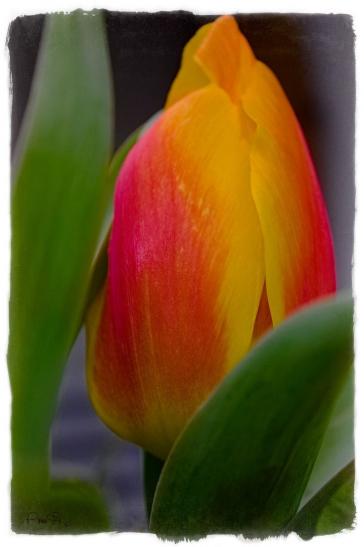 Tulpe