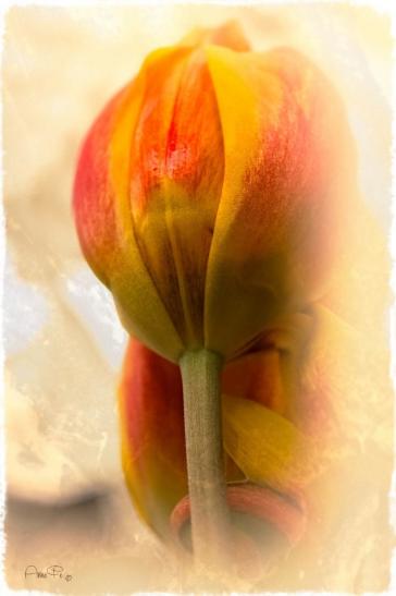 Tulpe