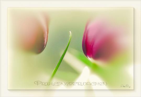 Frühlingserwachen 2