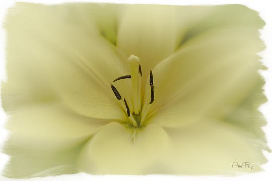 Lilium