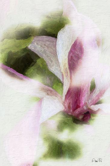 Magnolie