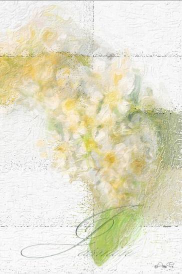 Pfeifenstrauch - Jasmin